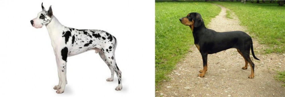 Latvian Hound vs Great Dane - Breed Comparison