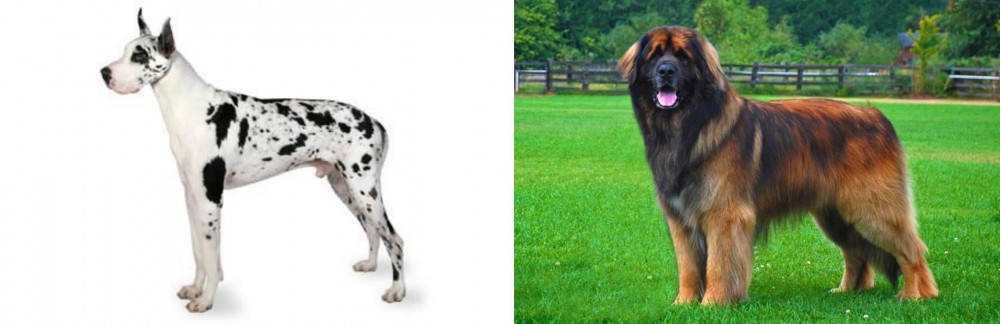 Leonberger vs Great Dane - Breed Comparison