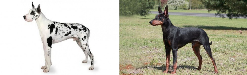 Manchester Terrier vs Great Dane - Breed Comparison