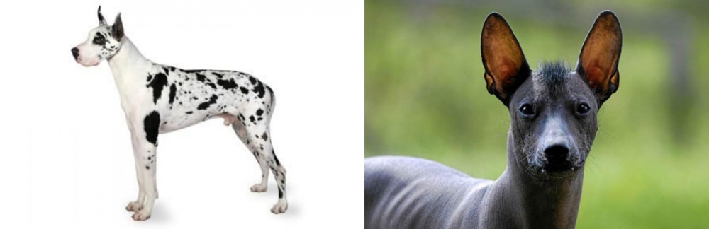 Mexican Hairless vs Great Dane - Breed Comparison