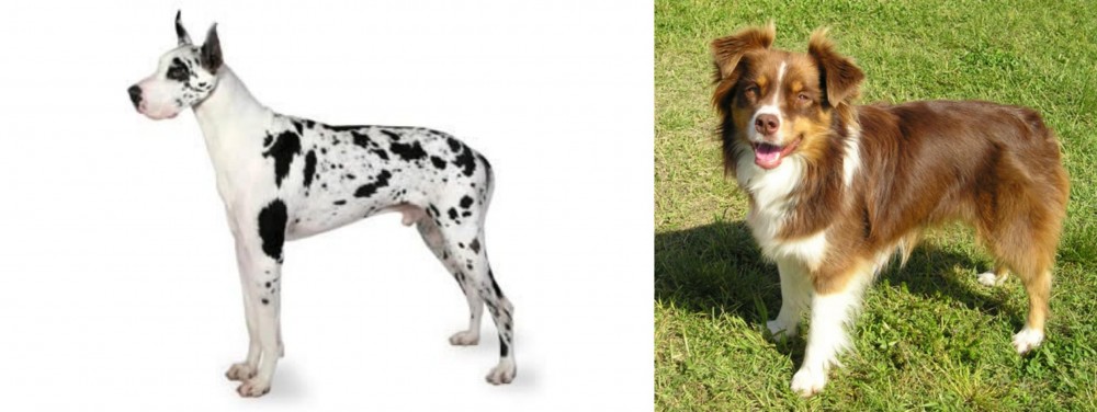 Miniature Australian Shepherd vs Great Dane - Breed Comparison