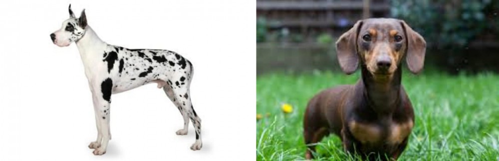 Miniature Dachshund vs Great Dane - Breed Comparison
