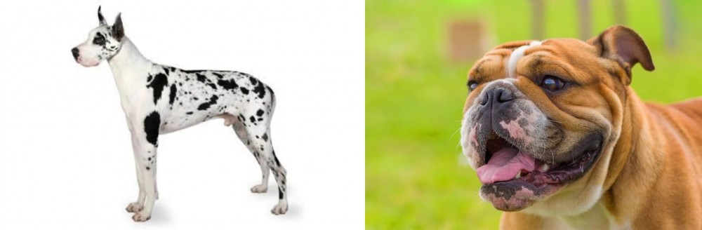 Miniature English Bulldog vs Great Dane - Breed Comparison