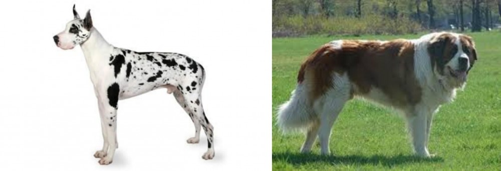 Moscow Watchdog vs Great Dane - Breed Comparison