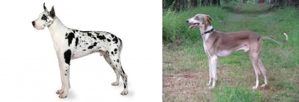 Mudhol Hound vs Great Dane - Breed Comparison