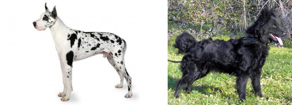 Mudi vs Great Dane - Breed Comparison