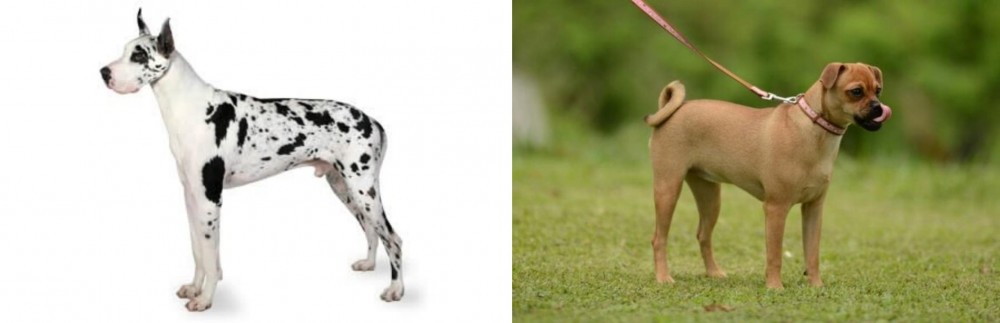 Muggin vs Great Dane - Breed Comparison