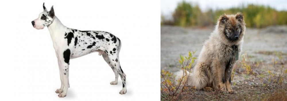 Nenets Herding Laika vs Great Dane - Breed Comparison