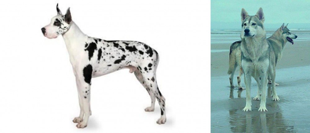 Northern Inuit Dog vs Great Dane - Breed Comparison