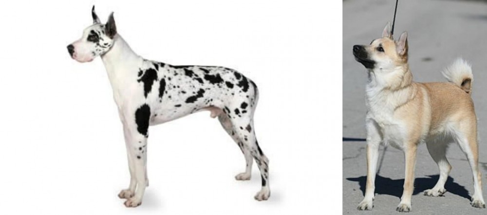 Norwegian Buhund vs Great Dane - Breed Comparison