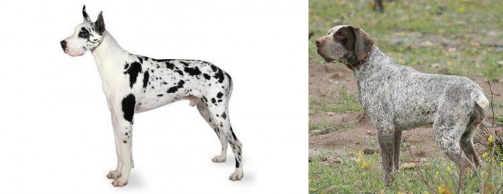 Perdiguero de Burgos vs Great Dane - Breed Comparison