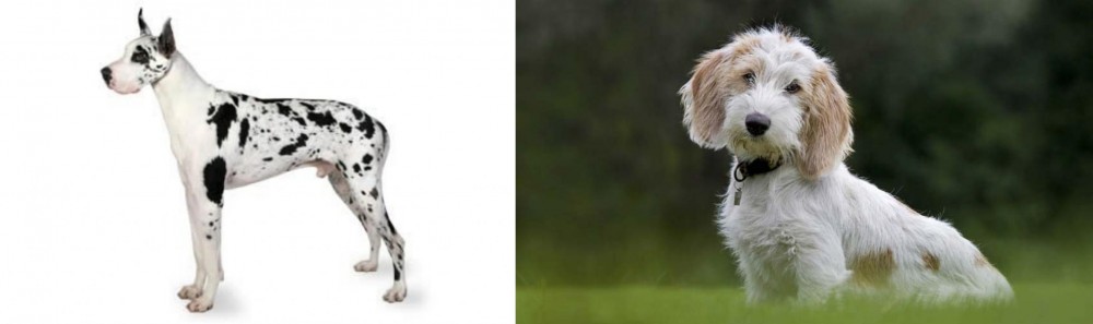 Petit Basset Griffon Vendeen vs Great Dane - Breed Comparison