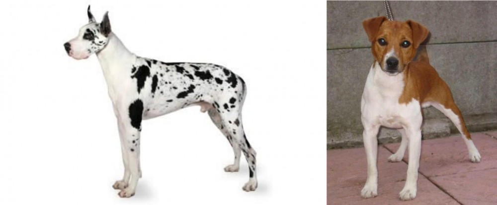 Plummer Terrier vs Great Dane - Breed Comparison