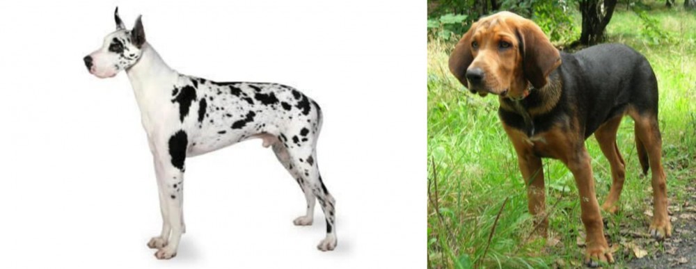 Polish Hound vs Great Dane - Breed Comparison