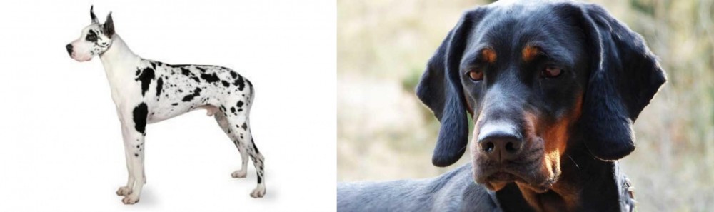 Polish Hunting Dog vs Great Dane - Breed Comparison