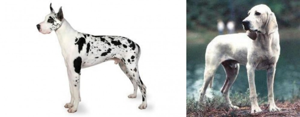 Porcelaine vs Great Dane - Breed Comparison