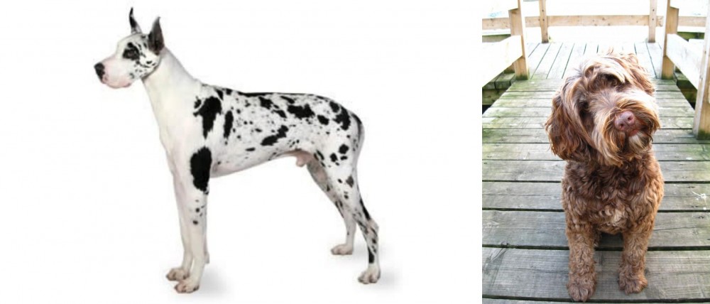 Portuguese Water Dog vs Great Dane - Breed Comparison