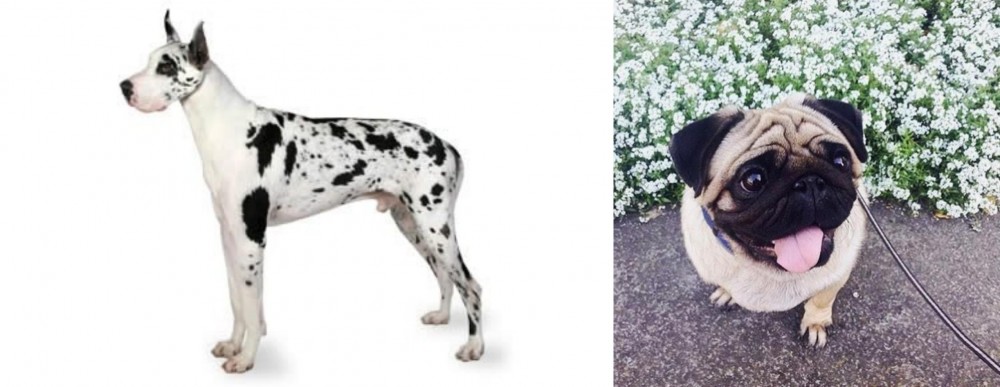 Pug vs Great Dane - Breed Comparison
