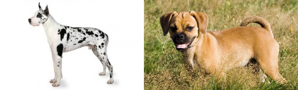 Puggle vs Great Dane - Breed Comparison