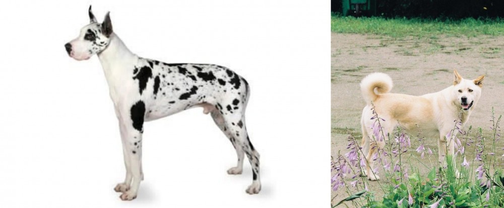 Pungsan Dog vs Great Dane - Breed Comparison