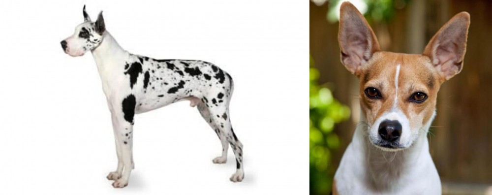 Rat Terrier vs Great Dane - Breed Comparison