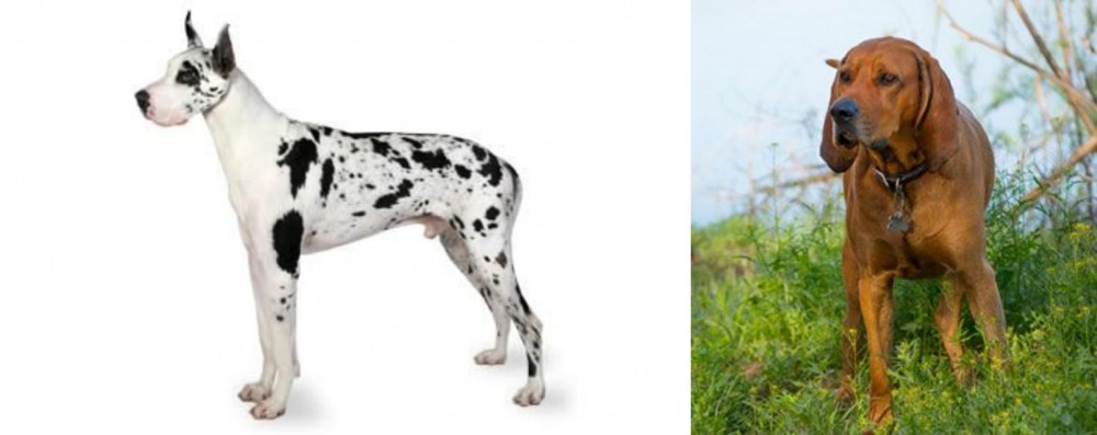 Redbone Coonhound vs Great Dane - Breed Comparison