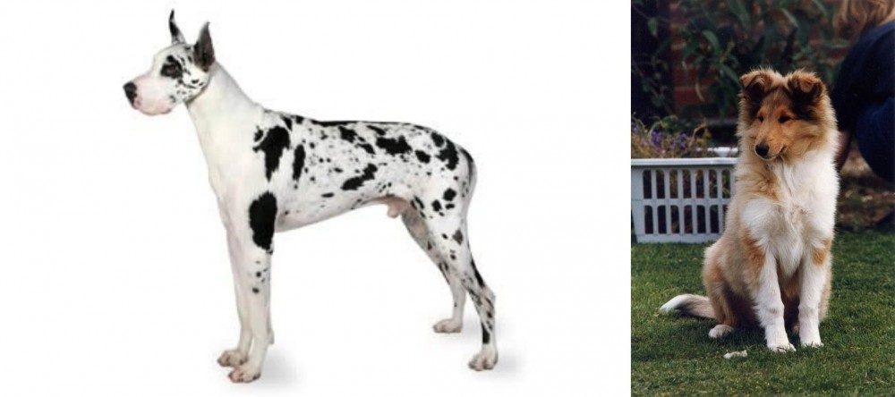 Rough Collie vs Great Dane - Breed Comparison