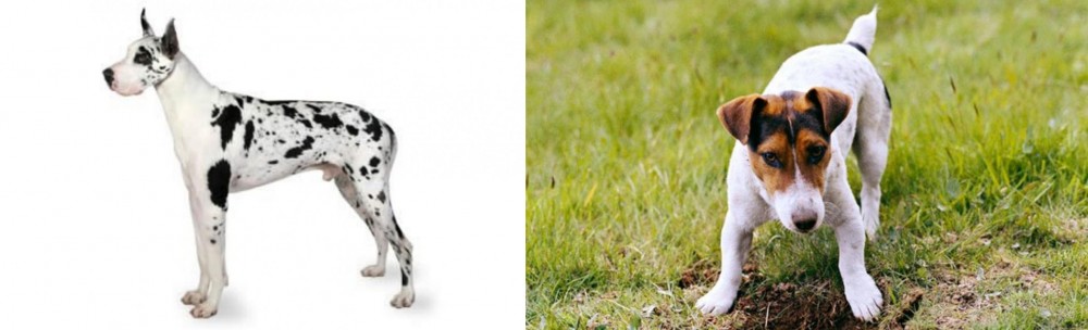 Russell Terrier vs Great Dane - Breed Comparison