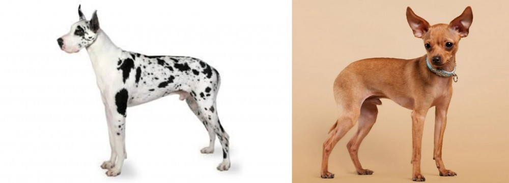 Russian Toy Terrier vs Great Dane - Breed Comparison