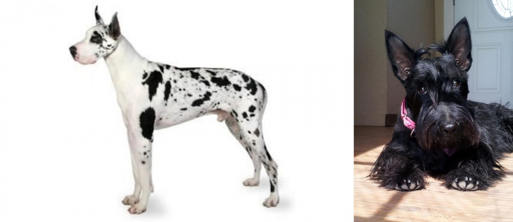 Scottish Terrier vs Great Dane - Breed Comparison