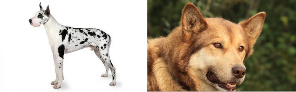 Seppala Siberian Sleddog vs Great Dane - Breed Comparison