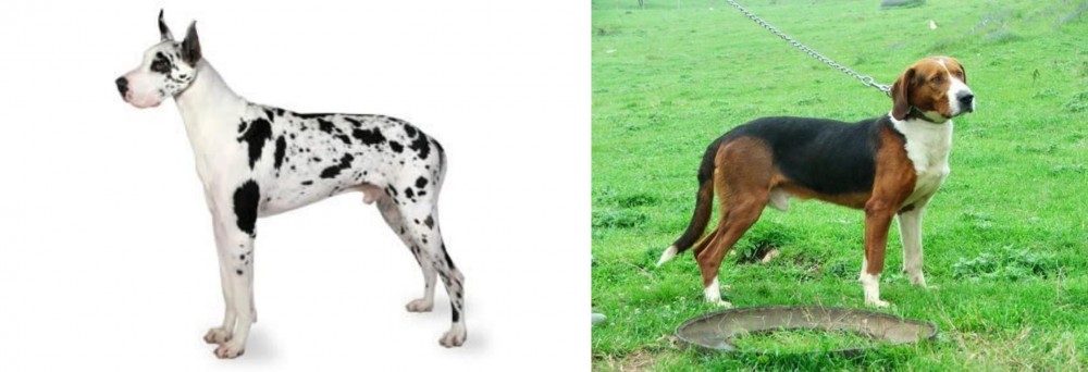 Serbian Tricolour Hound vs Great Dane - Breed Comparison