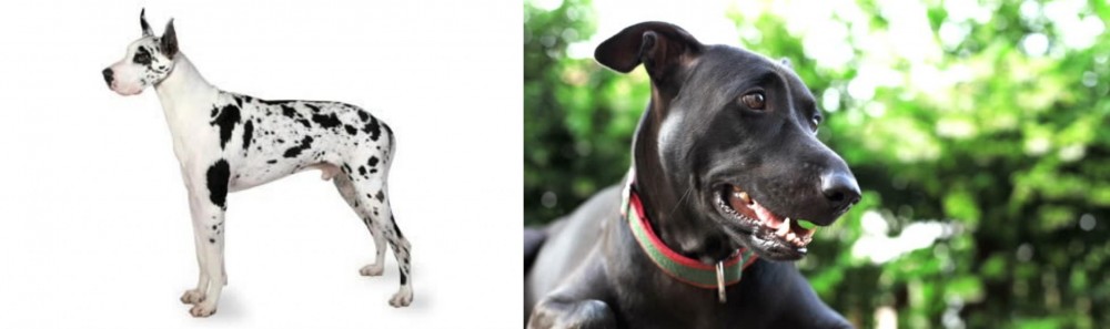 Shepard Labrador vs Great Dane - Breed Comparison