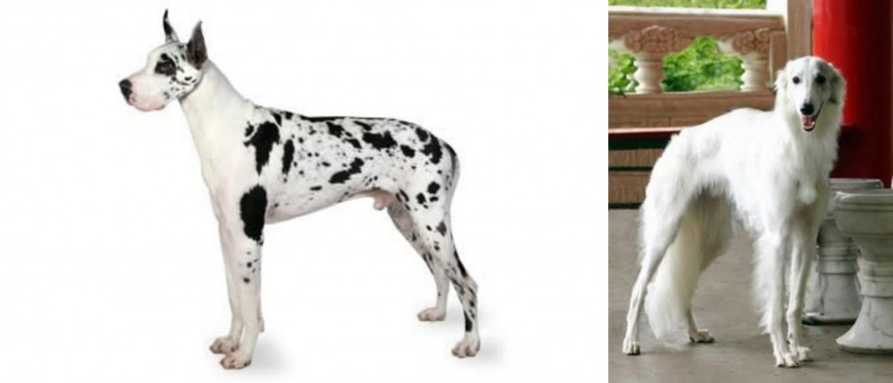 Silken Windhound vs Great Dane - Breed Comparison