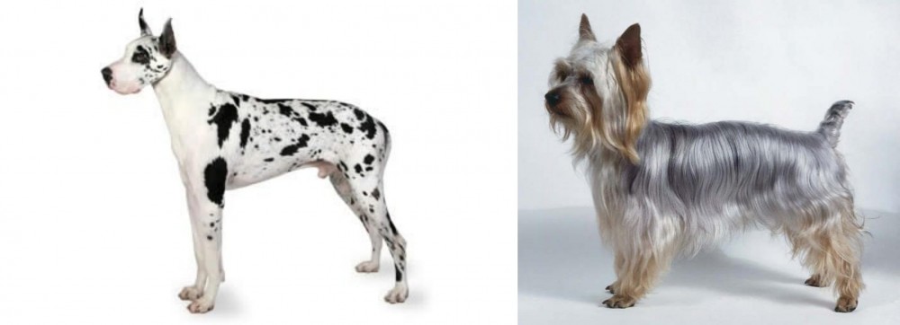 Silky Terrier vs Great Dane - Breed Comparison