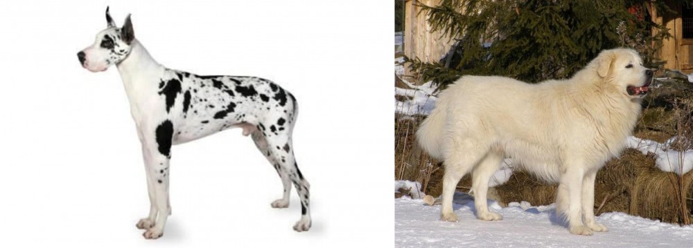 Slovak Cuvac vs Great Dane - Breed Comparison