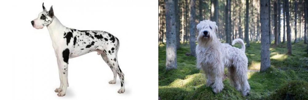 Soft-Coated Wheaten Terrier vs Great Dane - Breed Comparison