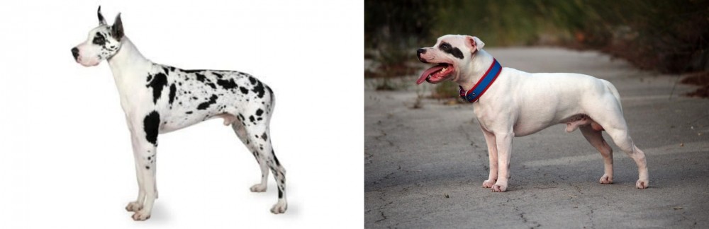 Staffordshire Bull Terrier vs Great Dane - Breed Comparison