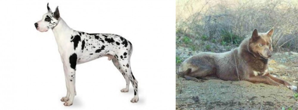 Tahltan Bear Dog vs Great Dane - Breed Comparison
