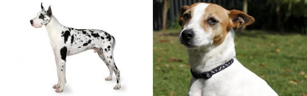 Tenterfield Terrier vs Great Dane - Breed Comparison