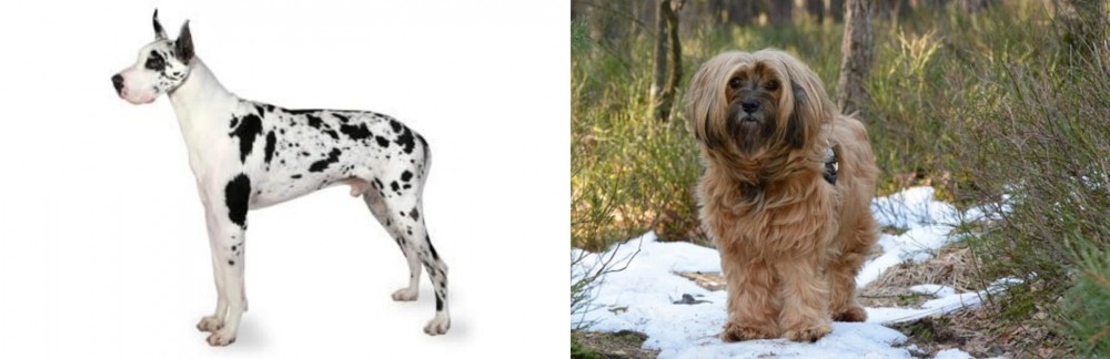 Tibetan Terrier vs Great Dane - Breed Comparison