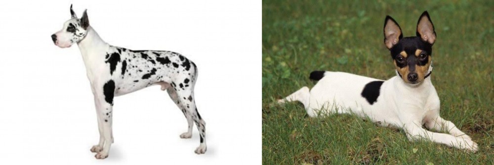 Toy Fox Terrier vs Great Dane - Breed Comparison