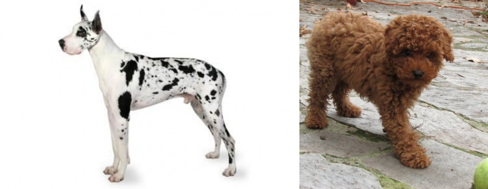 Toy Poodle vs Great Dane - Breed Comparison