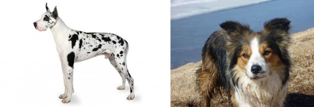 Welsh Sheepdog vs Great Dane - Breed Comparison