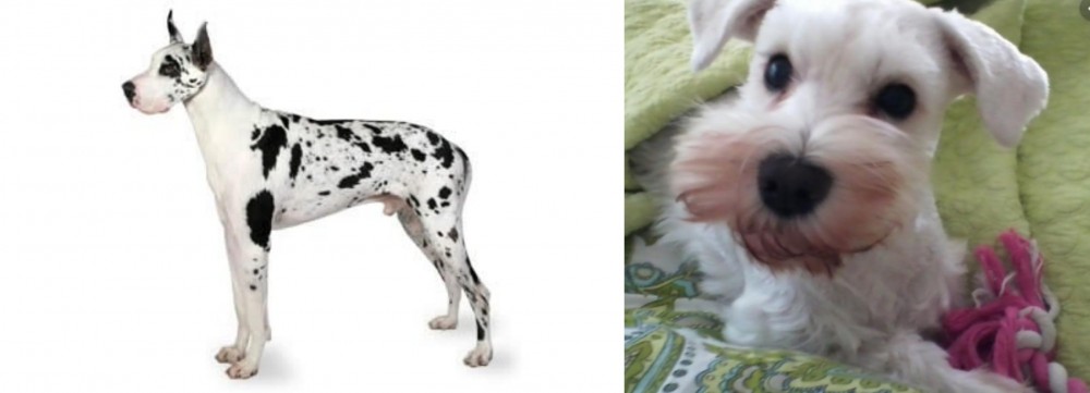 White Schnauzer vs Great Dane - Breed Comparison