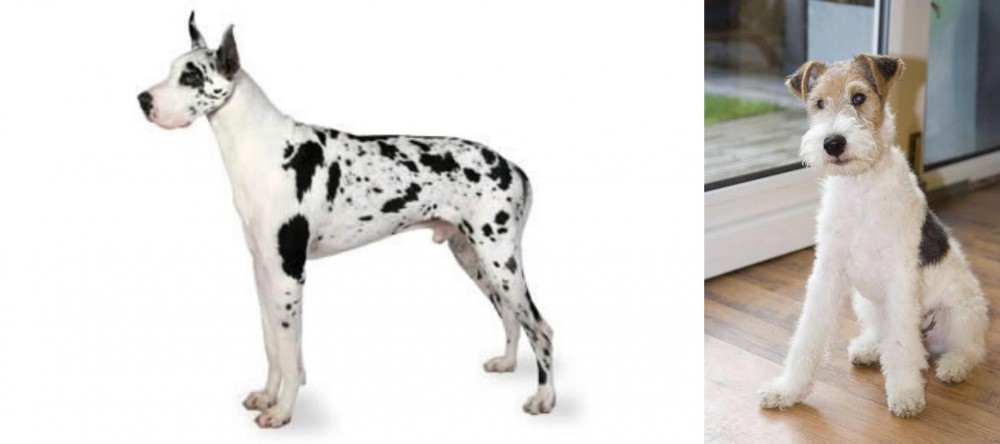 Wire Fox Terrier vs Great Dane - Breed Comparison