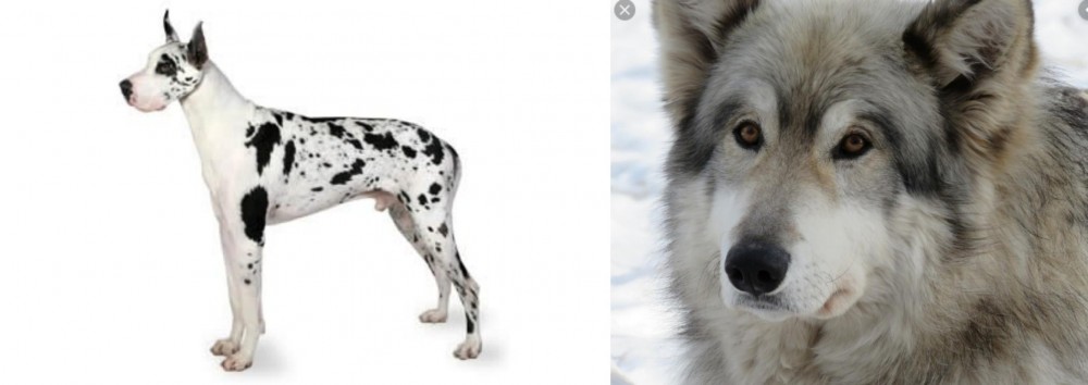Wolfdog vs Great Dane - Breed Comparison