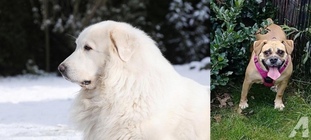 Beabull vs Great Pyrenees - Breed Comparison