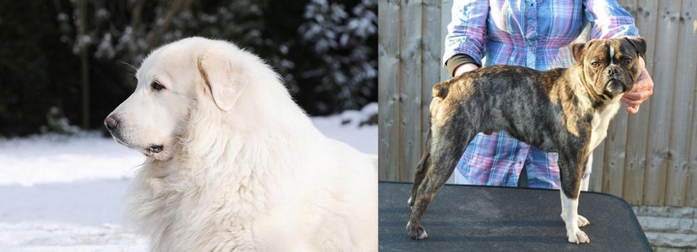Fruggle vs Great Pyrenees - Breed Comparison