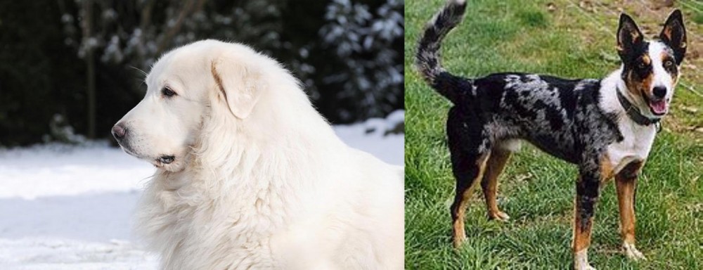 German Coolie vs Great Pyrenees - Breed Comparison